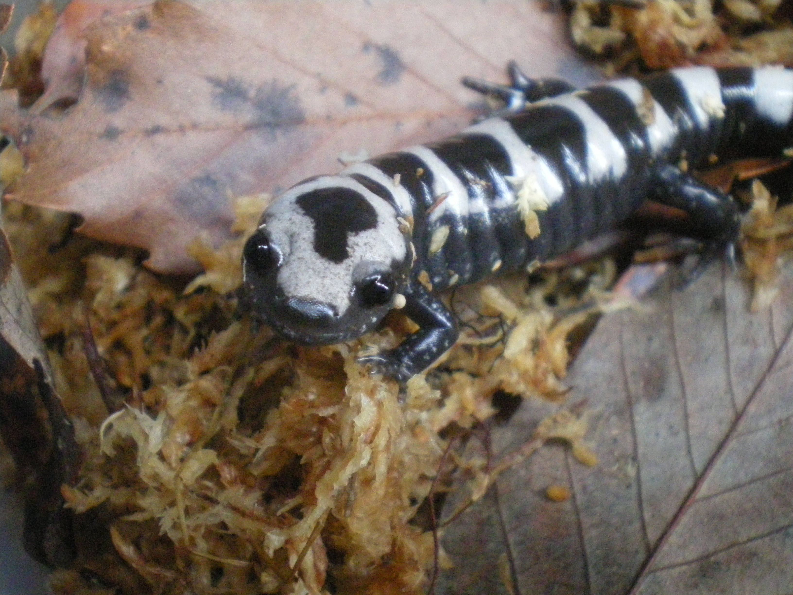 マーブルサラマンダー（Ambystoma opacum）の捕食風景 : イモリブログ 