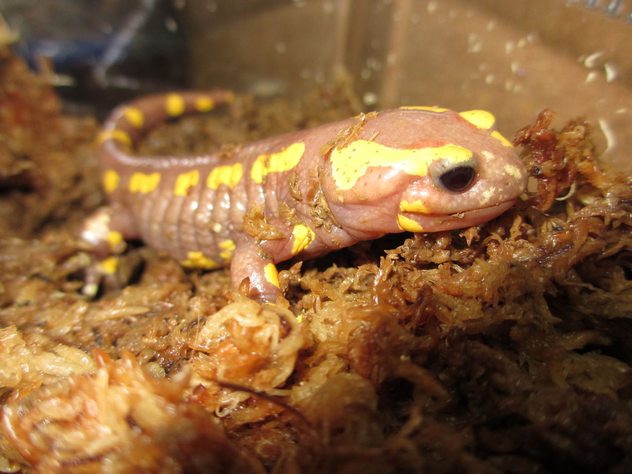 イモリブログ(イモリ・サラマンダーの飼育日誌ブログ):フランスファイアサラマンダー(Salamandra salamandra terrestris)