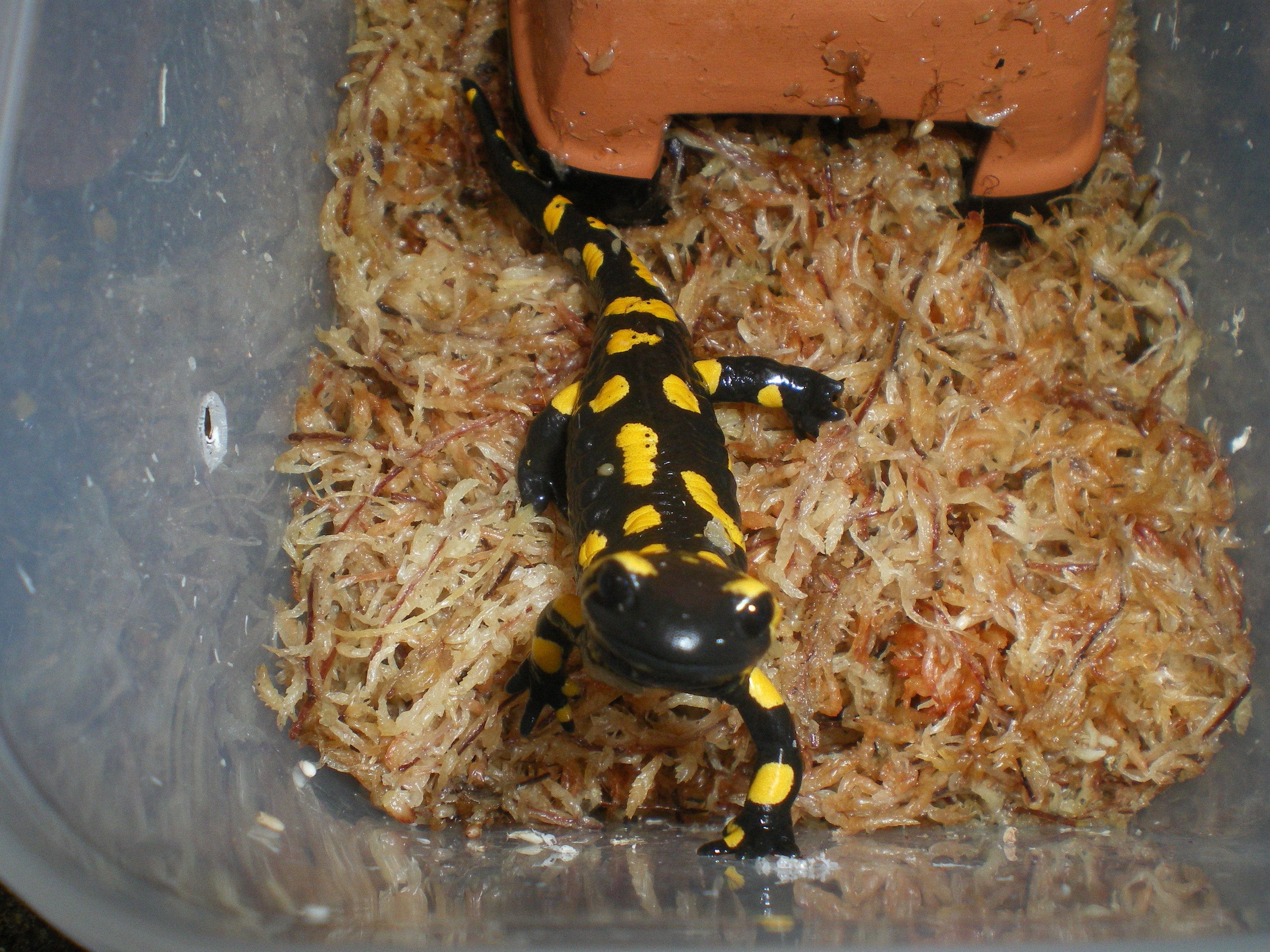 ファイアサラマンダー Salamandra Salamandra ベタ慣れ幼体2 イモリブログ イモリ サラマンダーの飼育日誌ブログ ファイアサラマンダー Salamandra Salamandra ベタ慣れ幼体2 イモリブログ イモリ サラマンダーの飼育日誌ブログ
