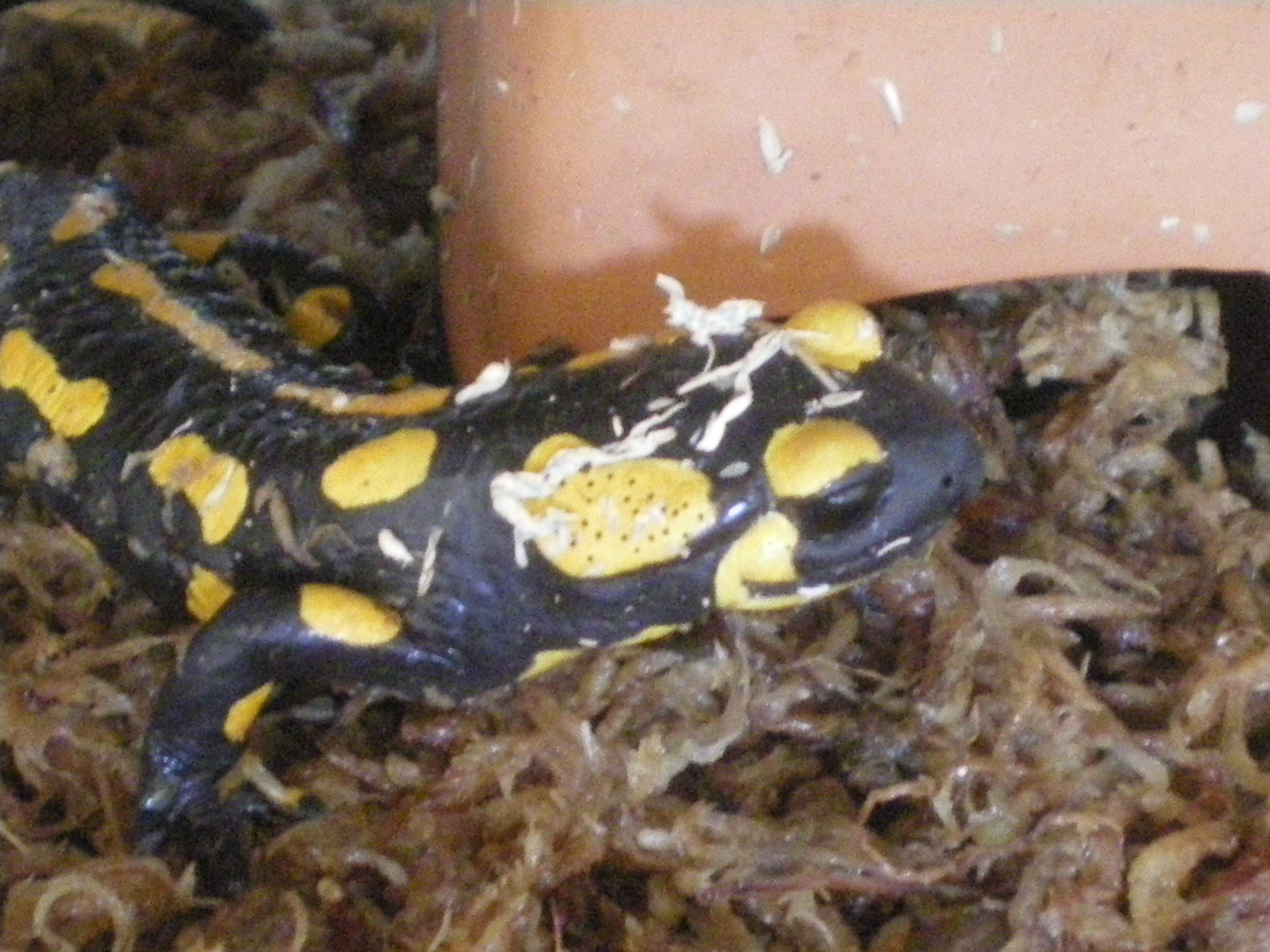 イモリブログ(イモリ・サラマンダーの飼育日誌ブログ):フランスファイアサラマンダー(Salamandra salamandra terrestris)