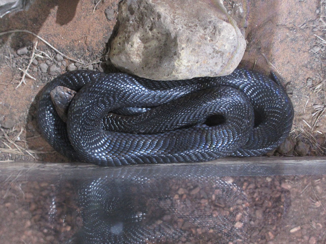 オビタイガーサラマンダー Ambystoma Mavortium 体感型動物園 Izoo イズー イモリブログ イモリ サラマンダーの飼育日誌ブログ