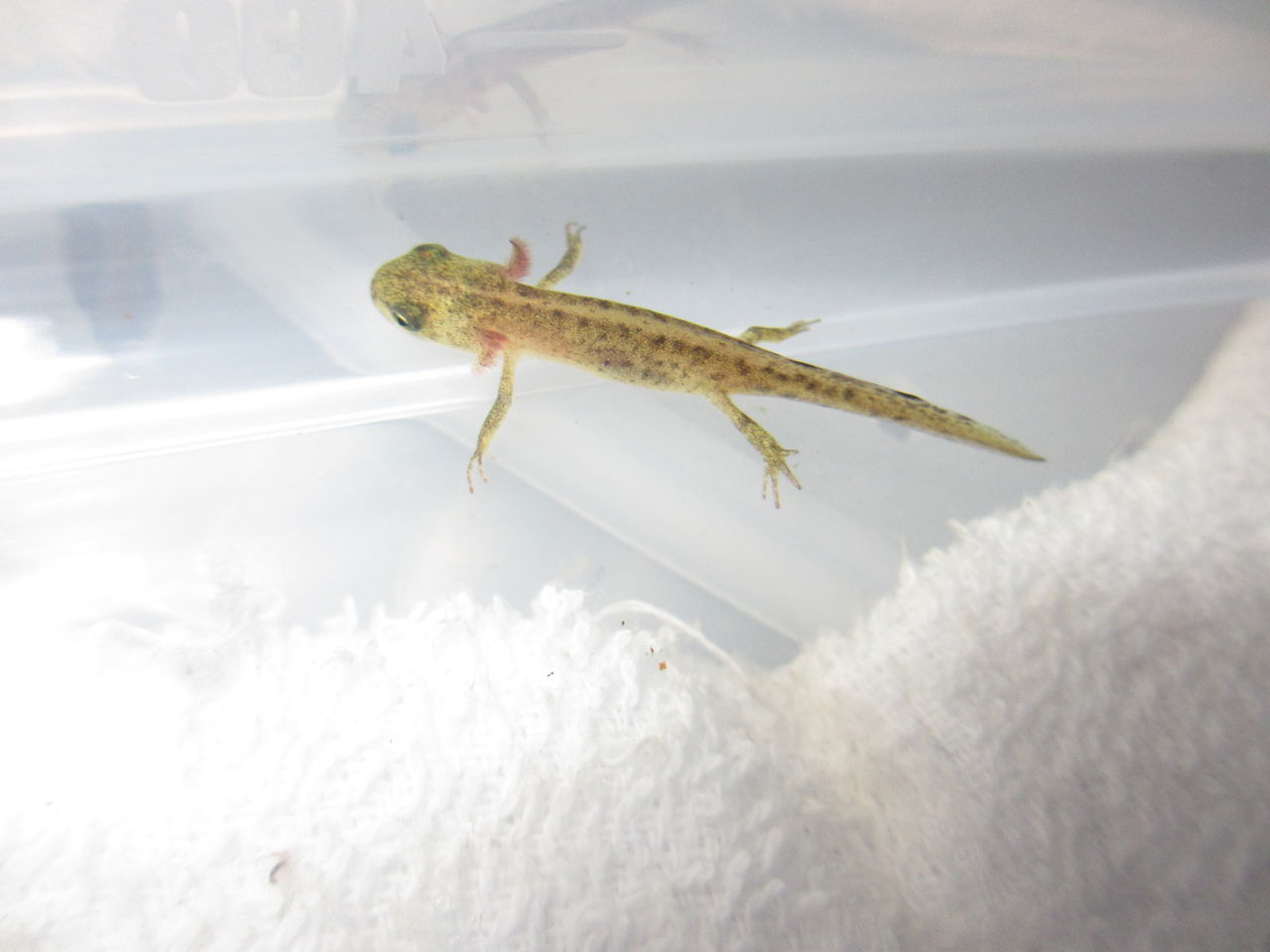 マダライモリ Triturus Marmoratus 幼生 孵化から約4カ月経過 イモリブログ イモリ サラマンダーの飼育日誌ブログ マダライモリ Triturus Marmoratus 幼生 孵化から約4カ月経過 イモリブログ イモリ サラマンダーの飼育日誌ブログ