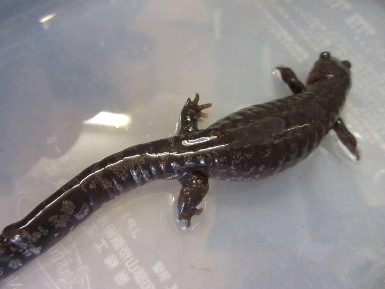 ブチサンショウウオ Hynobius Naevius イモリブログ イモリ サラマンダーの飼育日誌ブログ