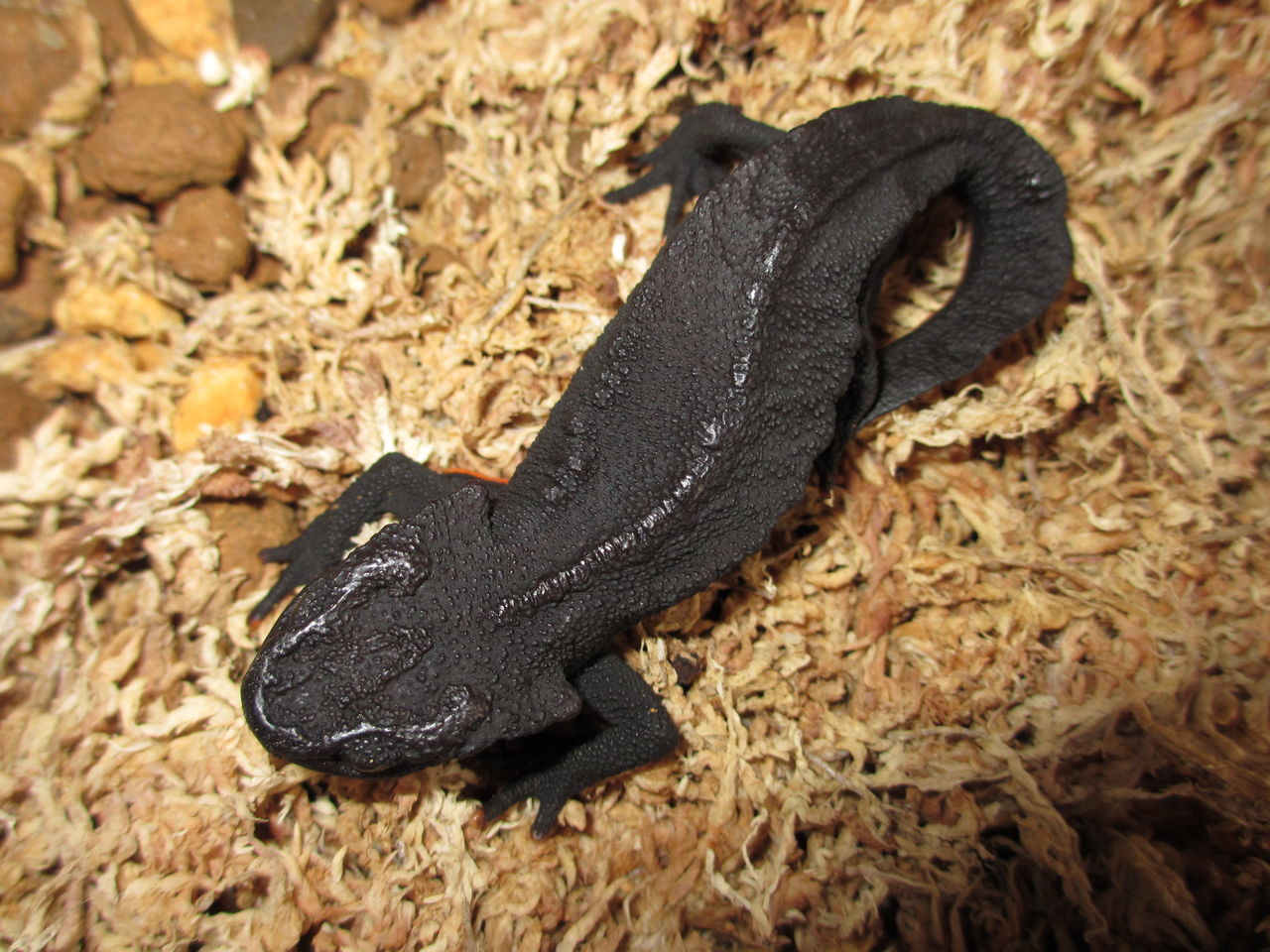 イモリブログ イモリ サラマンダーの飼育日誌ブログ