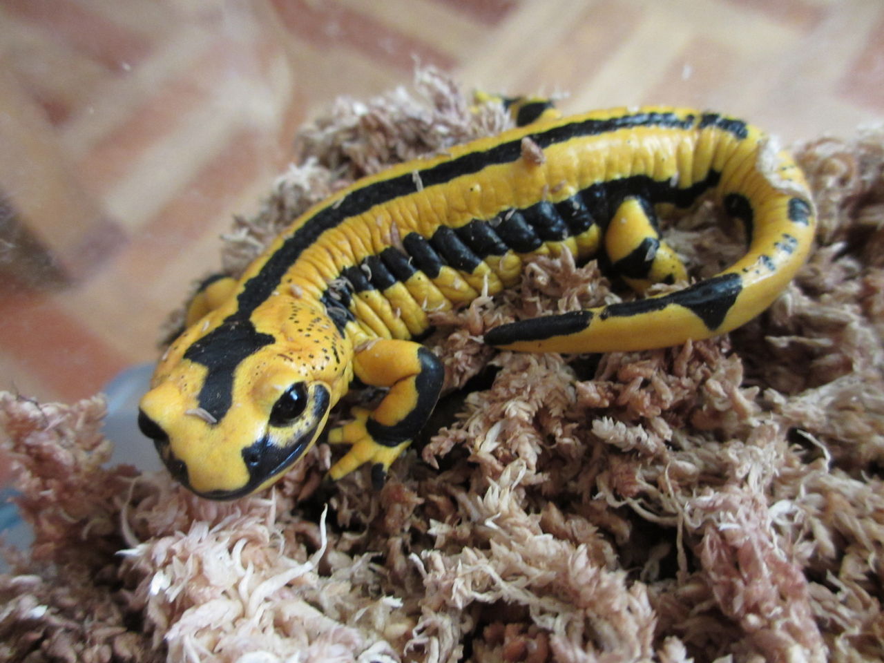 イモリブログ(イモリ・サラマンダーの飼育日誌ブログ):フランスファイアサラマンダー(Salamandra salamandra terrestris)