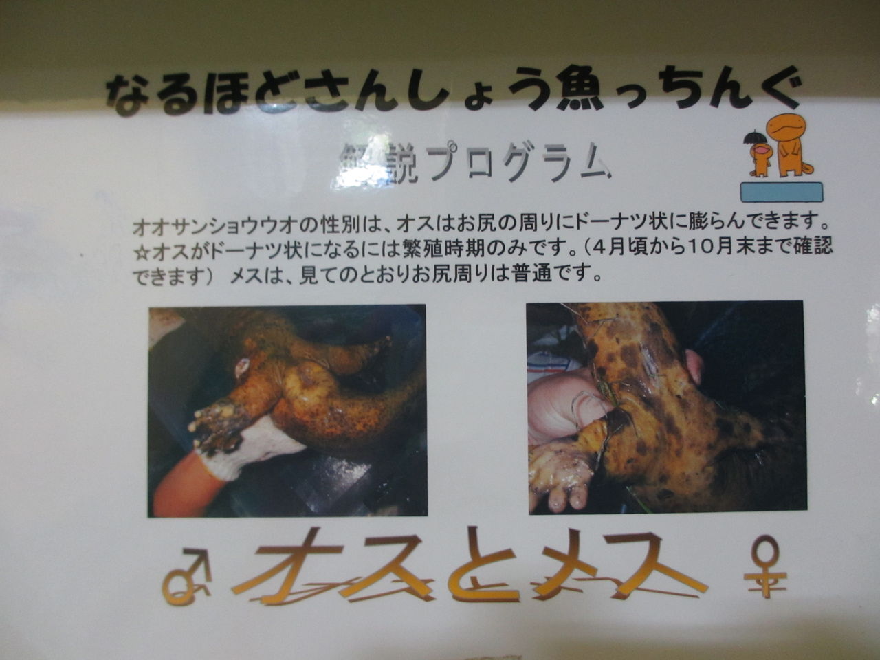 チュウゴクオオサンショウウオ(Andrias davidianus)@日本 チュウゴクオオサンショウウオ(Andrias davidianus)@日本