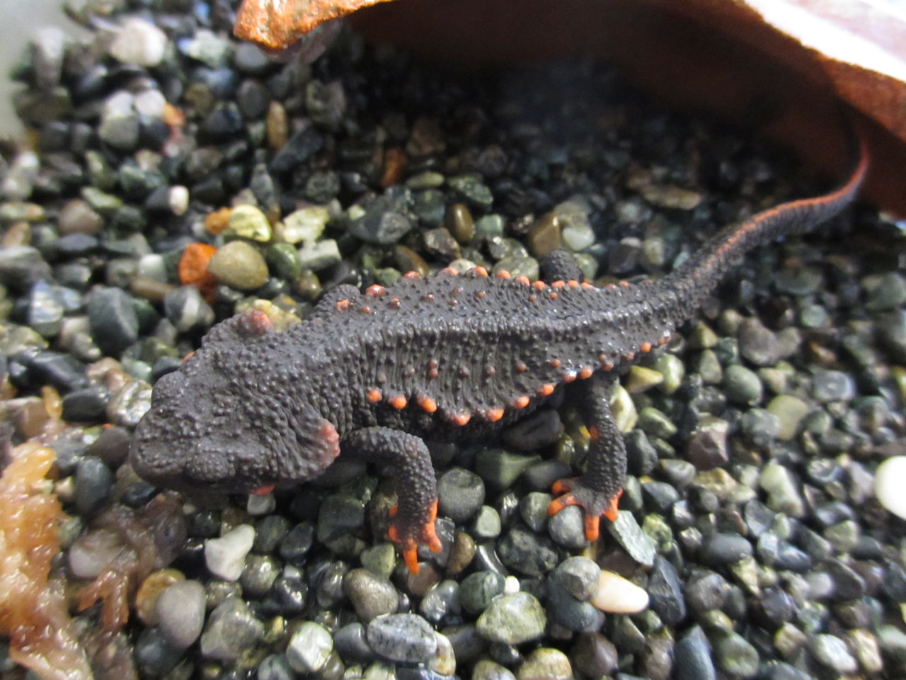 イボイモリ Echinotriton Andersoni 徳之島産cb イモリブログ イモリ サラマンダーの飼育日誌ブログ イボイモリ Echinotriton Andersoni 徳之島産cb イモリブログ イモリ サラマンダーの飼育日誌ブログ
