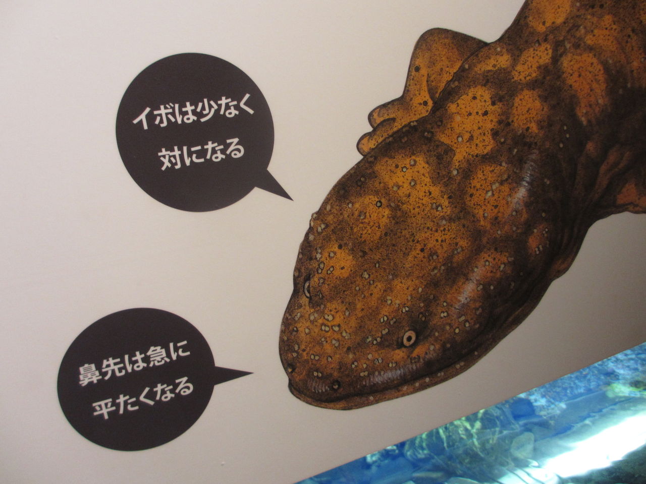 オオサンショウウオ Andrias Japonicus 京都水族館 イモリブログ イモリ サラマンダーの飼育日誌ブログ