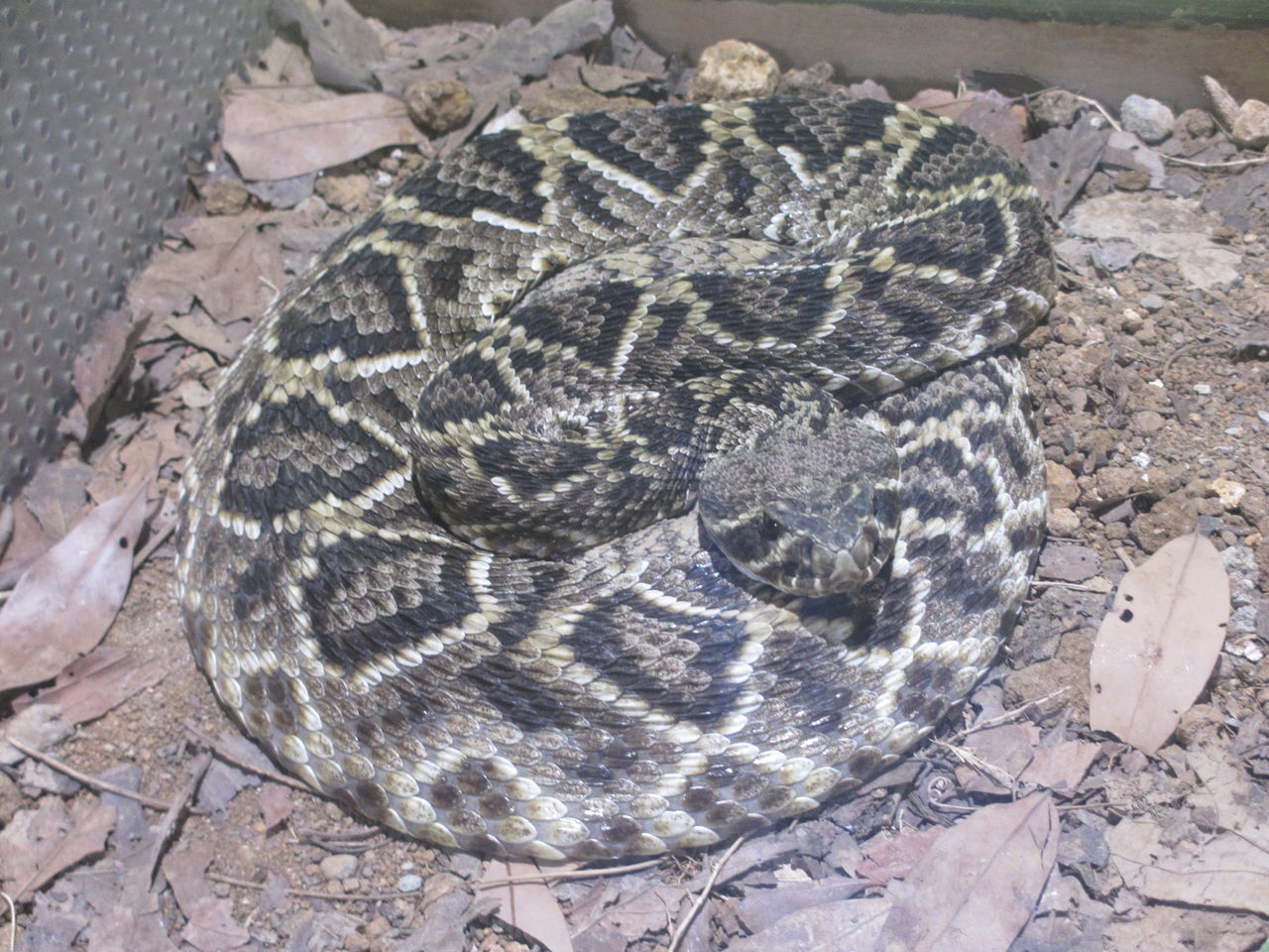 オビタイガーサラマンダー Ambystoma Mavortium 体感型動物園 Izoo イズー イモリブログ イモリ サラマンダーの飼育日誌ブログ