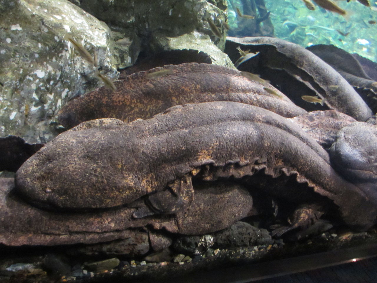 イモリブログ イモリ サラマンダーの飼育日誌ブログ