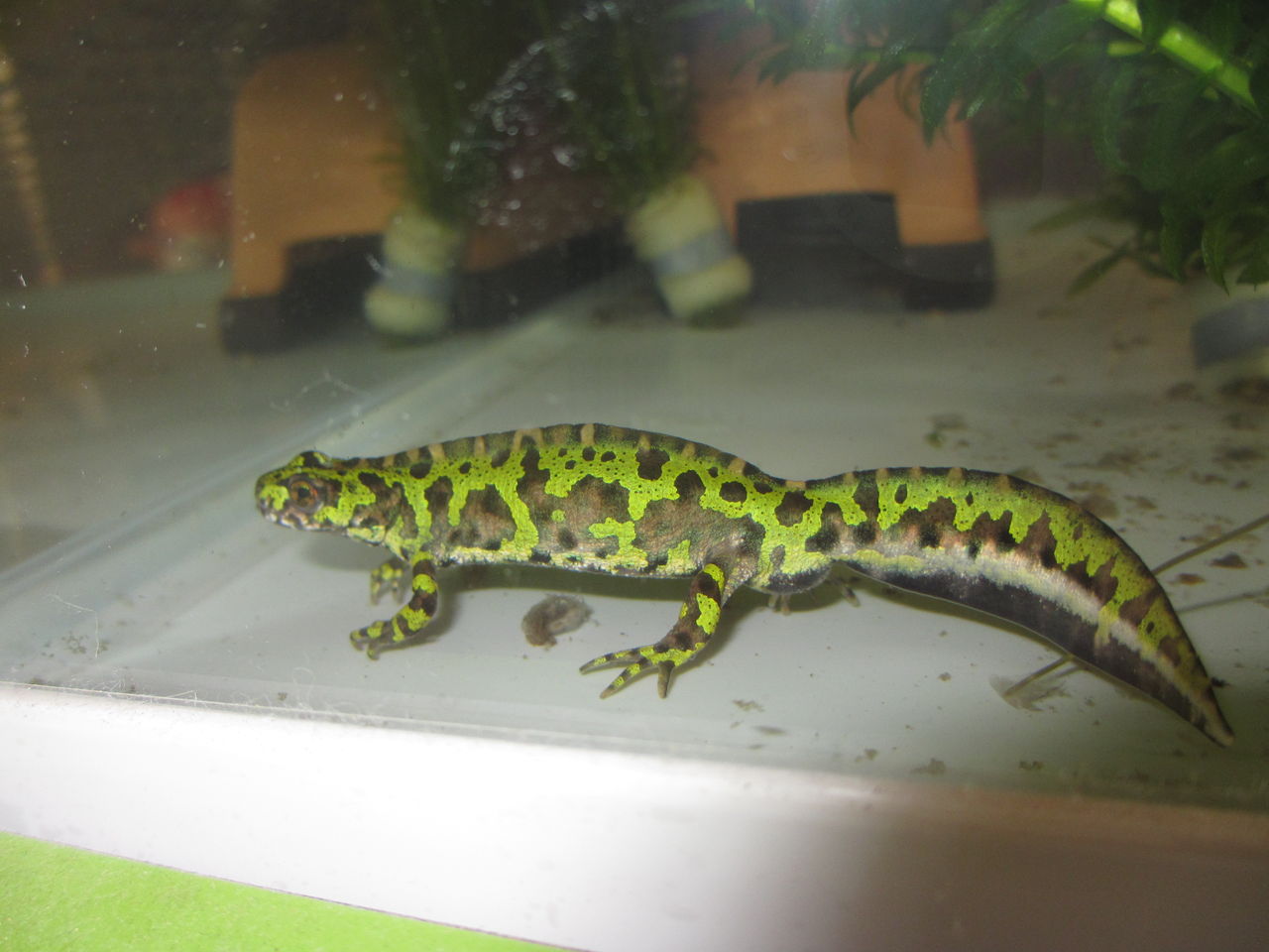 マダライモリcb22ペア イモリ マダライモリ専門店が教える！飼育初心者 