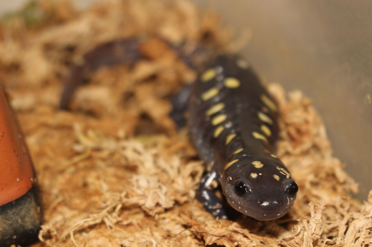 スポットサラマンダー Ambystoma Maculatum 飼育13年目 イモリブログ イモリ サラマンダーの飼育日誌ブログ スポットサラマンダー Ambystoma Maculatum 飼育13年目 イモリブログ イモリ サラマンダーの飼育日誌ブログ