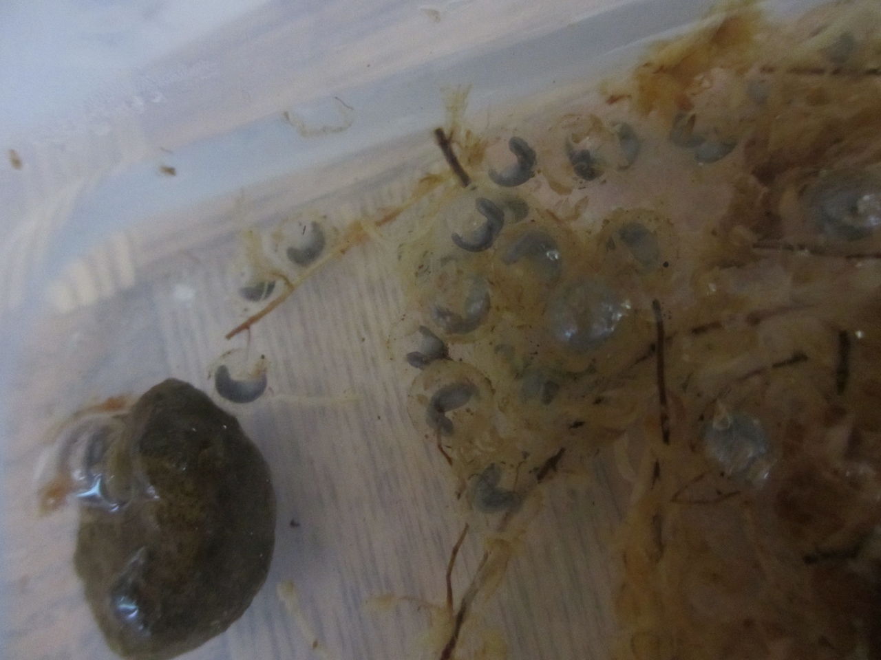 マーブルサラマンダー Ambystoma Opacum 卵発生中 イモリブログ イモリ サラマンダーの飼育日誌ブログ
