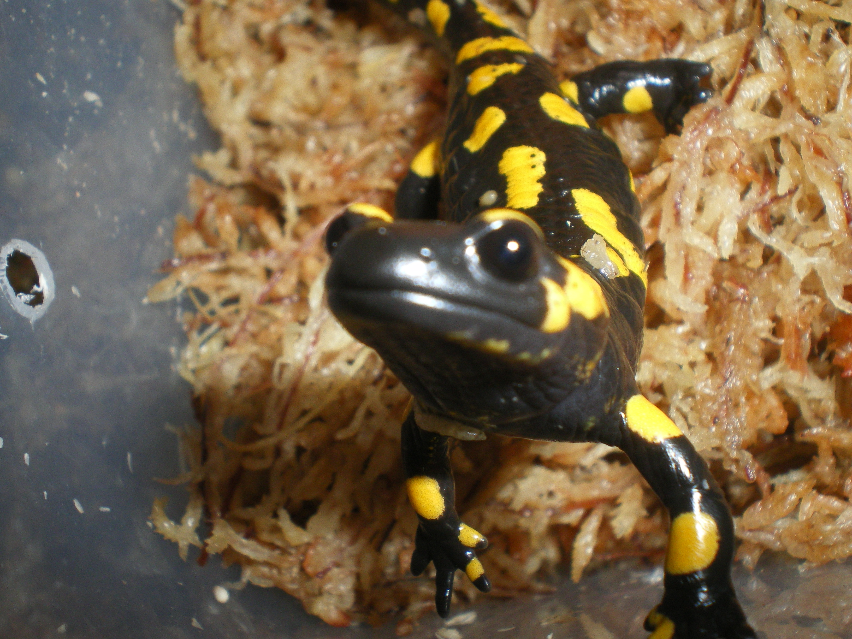 ファイアサラマンダー Salamandra Salamandra ベタ慣れ幼体2 イモリブログ イモリ サラマンダーの飼育日誌ブログ