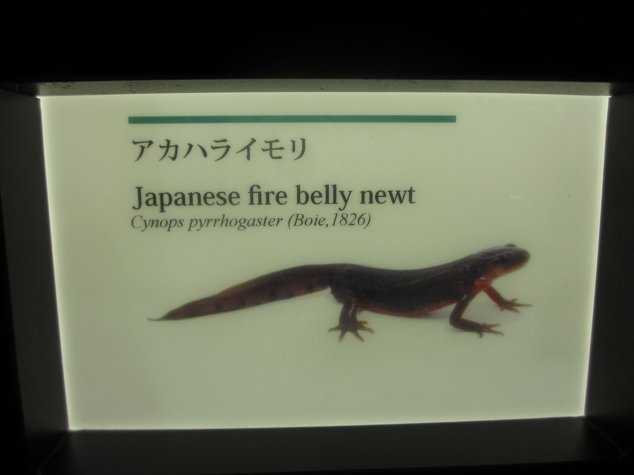 アカハライモリ（Cynops pyrrhogaster）@京都水族館 : イモリ