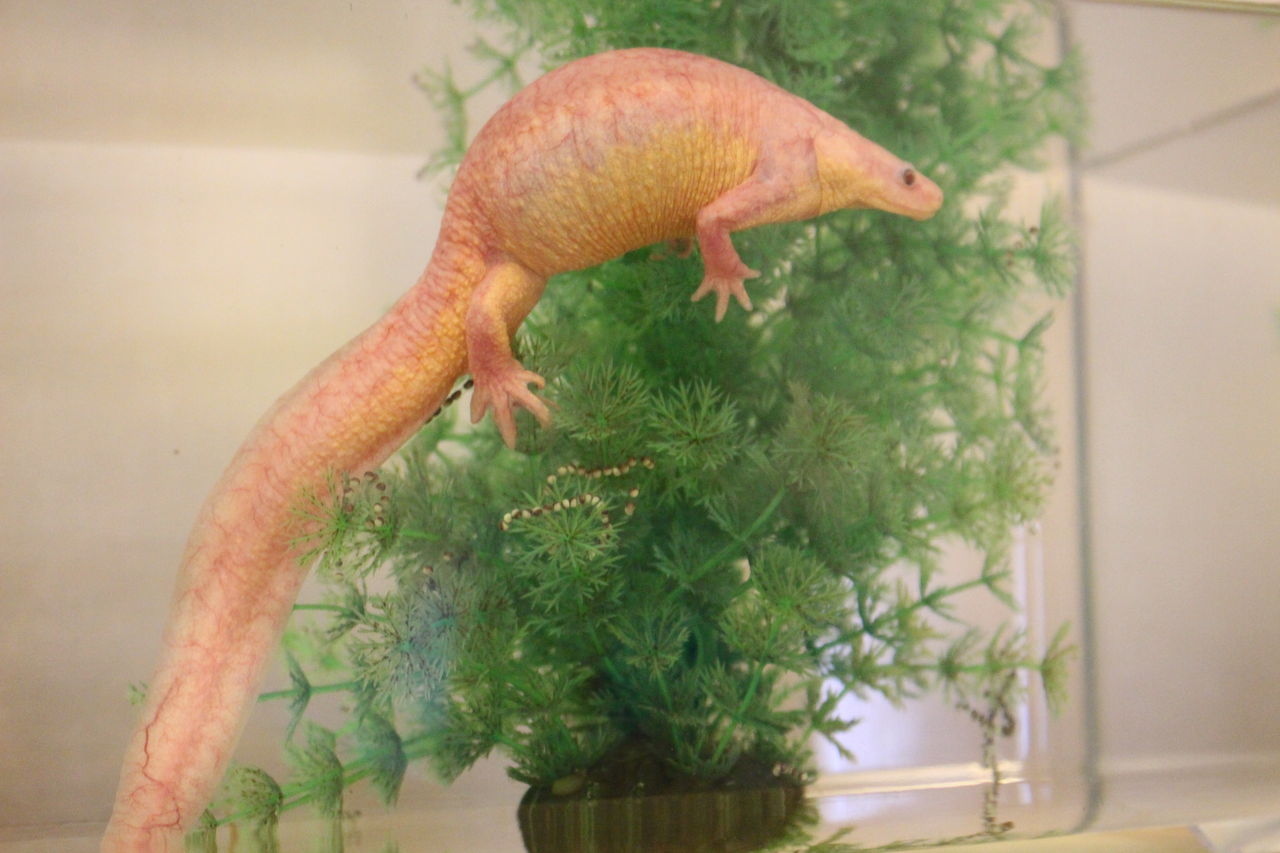イベリアトゲイモリ Pleurodeles Waltl 今年も産卵 イモリブログ イモリ サラマンダーの飼育日誌ブログ イベリアトゲイモリ Pleurodeles Waltl 今年も産卵 イモリブログ イモリ サラマンダーの飼育日誌ブログ