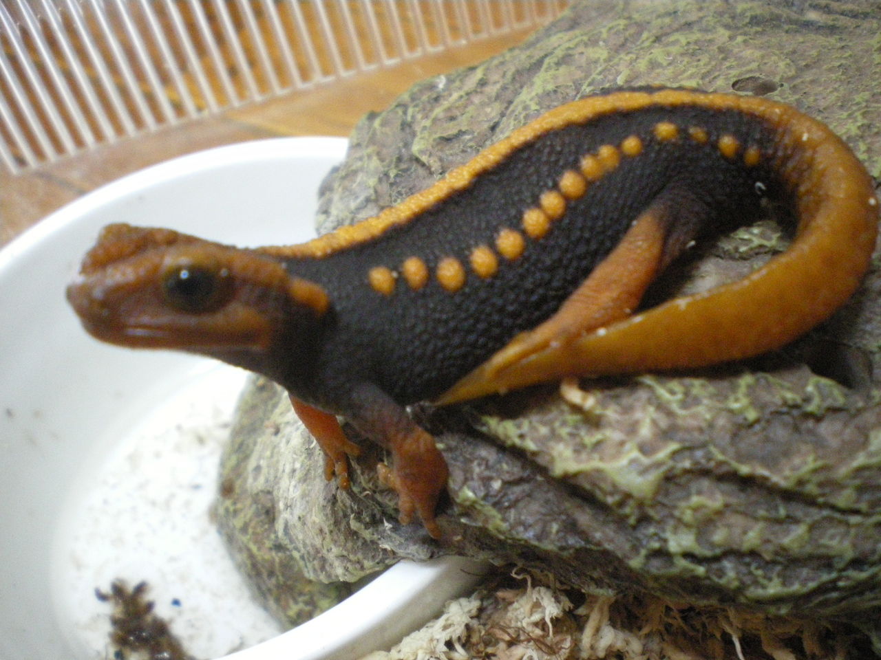 ミナミイボイモリ Tylotriton Shanjing シェルター上 イモリブログ イモリ サラマンダーの飼育日誌ブログ ミナミイボイモリ Tylotriton Shanjing シェルター上 イモリブログ イモリ サラマンダーの飼育日誌ブログ