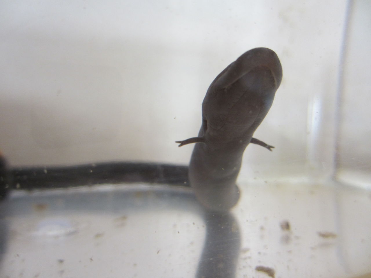 フタユビアンフューマ（Amphiuma means） : イモリブログ（イモリ 
