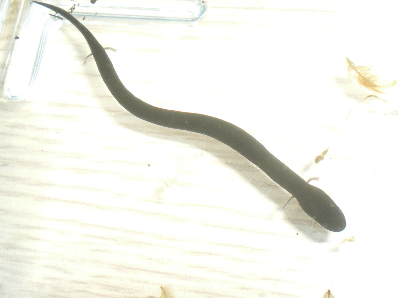 フタユビアンフューマ（Amphiuma means） : イモリブログ（イモリ 