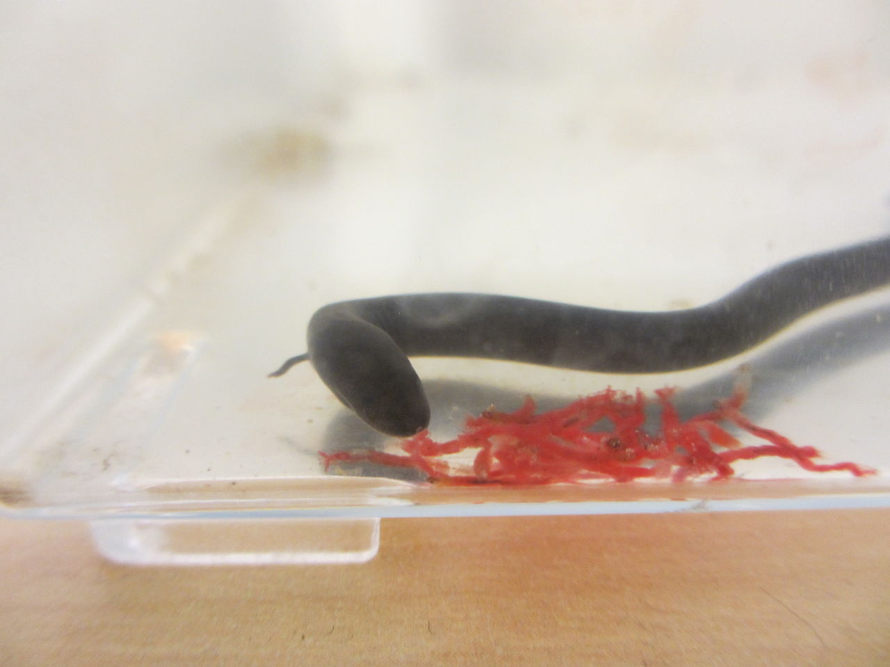 フタユビアンフューマ（Amphiuma means）捕食風景 : イモリブログ 
