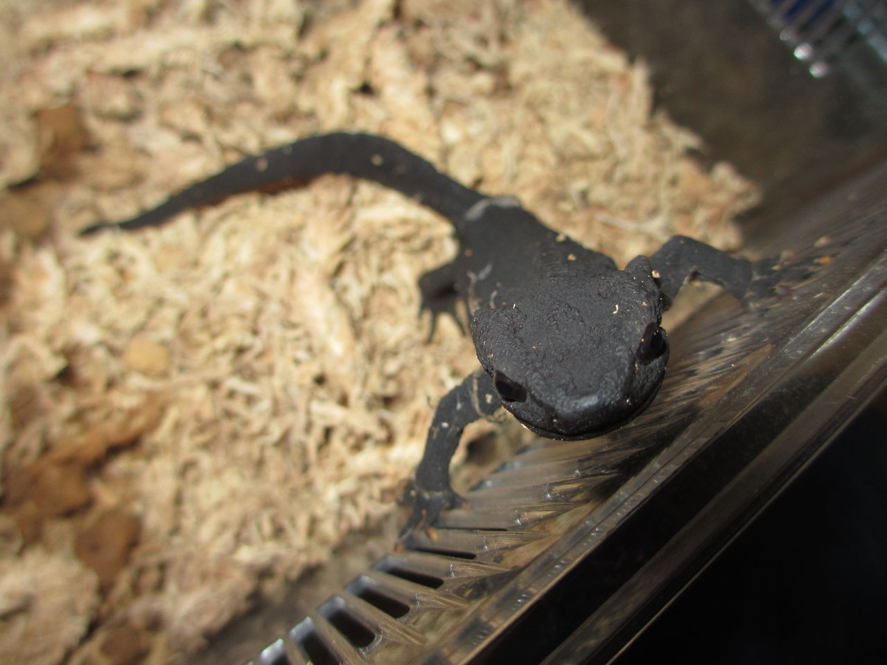 イモリブログ イモリ サラマンダーの飼育日誌ブログ