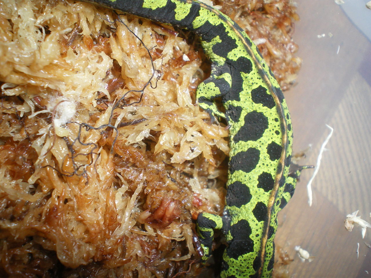 マダライモリ Triturus Marmoratus 雌雄判別 イモリブログ イモリ サラマンダーの飼育日誌ブログ
