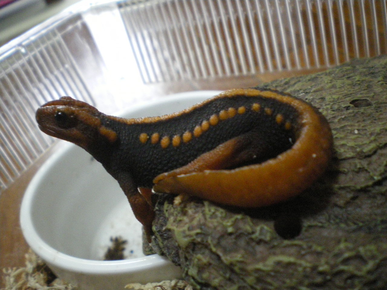 ミナミイボイモリ Tylotriton Shanjing シェルター上 イモリブログ イモリ サラマンダーの飼育日誌ブログ ミナミイボイモリ Tylotriton Shanjing シェルター上 イモリブログ イモリ サラマンダーの飼育日誌ブログ