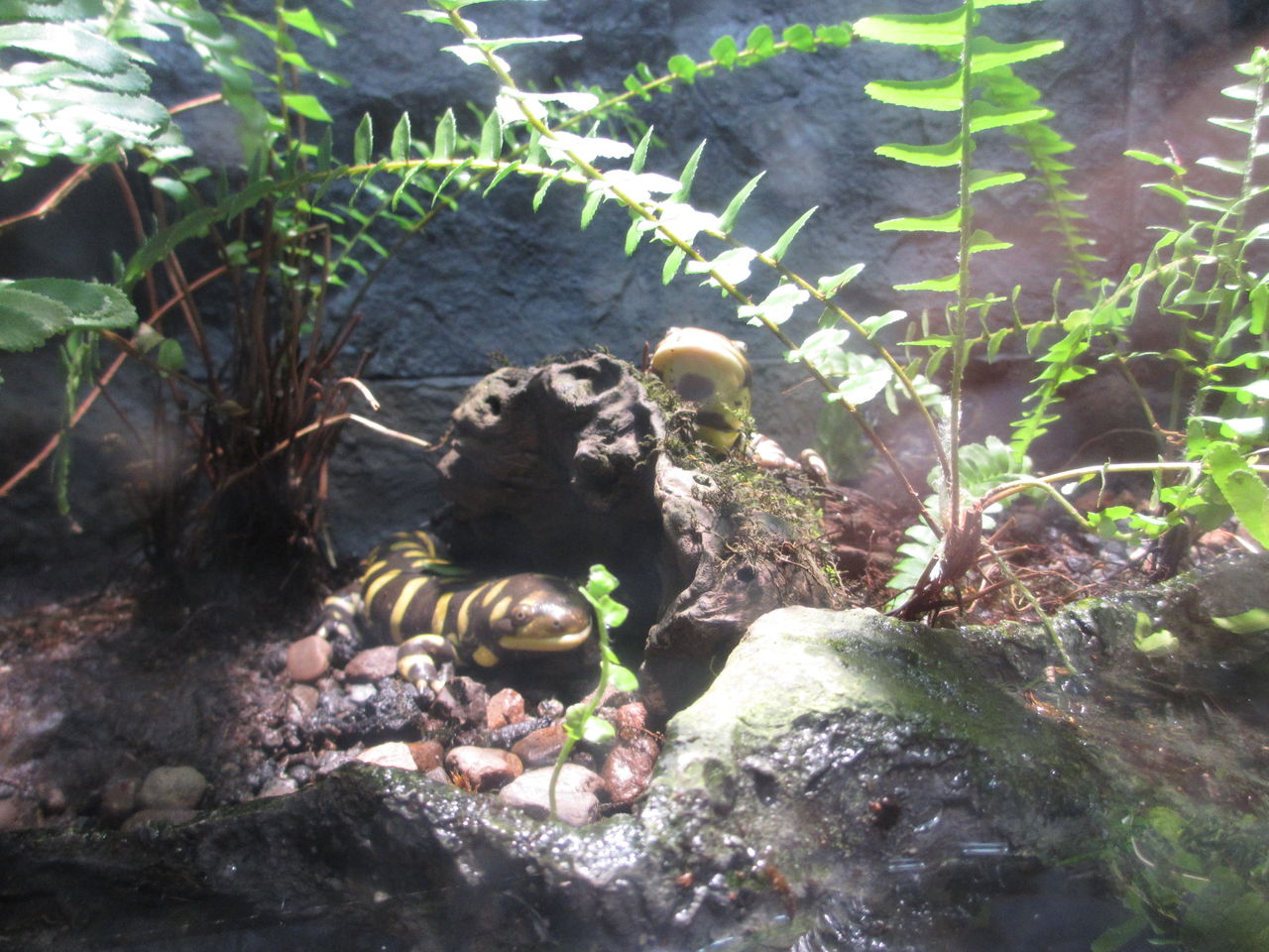オビタイガーサラマンダー Ambystoma Mavortium 札幌円山動物園 イモリブログ イモリ サラマンダーの飼育日誌ブログ オビタイガーサラマンダー Ambystoma Mavortium 札幌円山動物園 イモリブログ イモリ サラマンダーの飼育日誌ブログ
