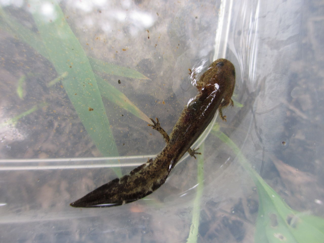 トウホクサンショウウオ Hynobius Lichenatus 幼生観察 イモリブログ イモリ サラマンダーの飼育日誌ブログ トウホクサンショウウオ Hynobius Lichenatus 幼生観察 イモリブログ イモリ サラマンダーの飼育日誌ブログ