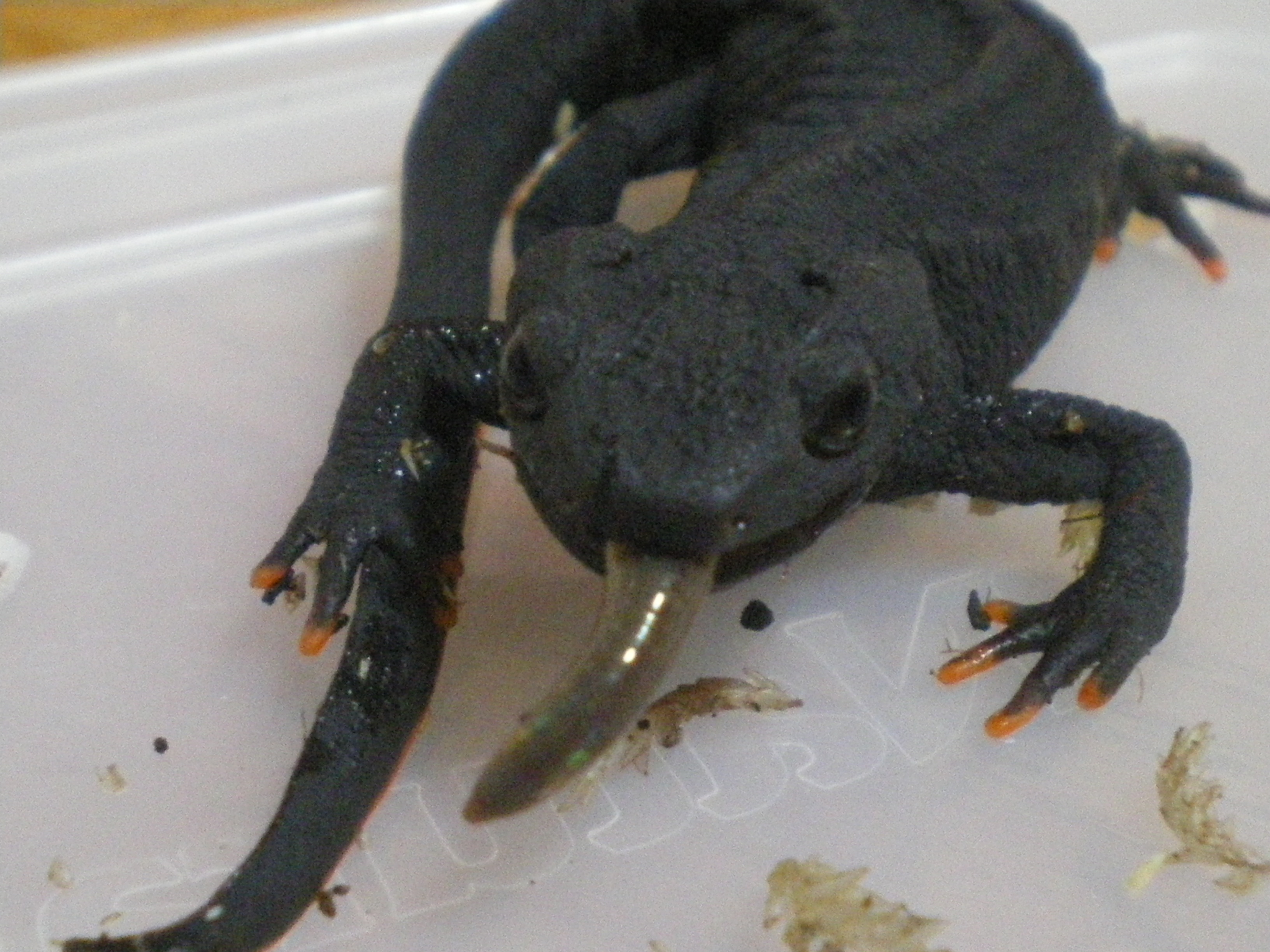 シセンイボイモリ（Tylototriton wenxianensis）の捕食風景