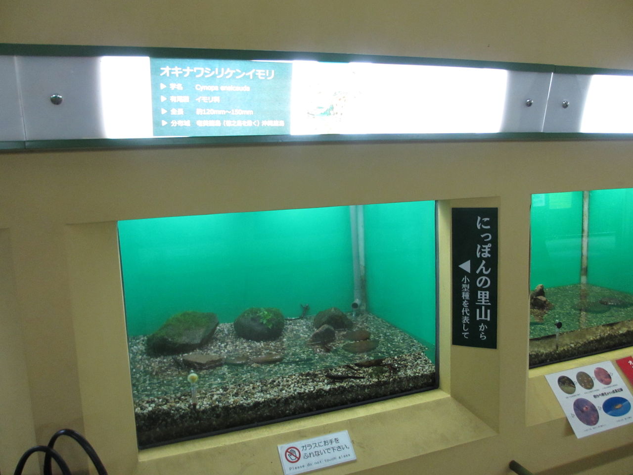 オキナワシリケンイモリ（Cynops ensicauda popei）@日本