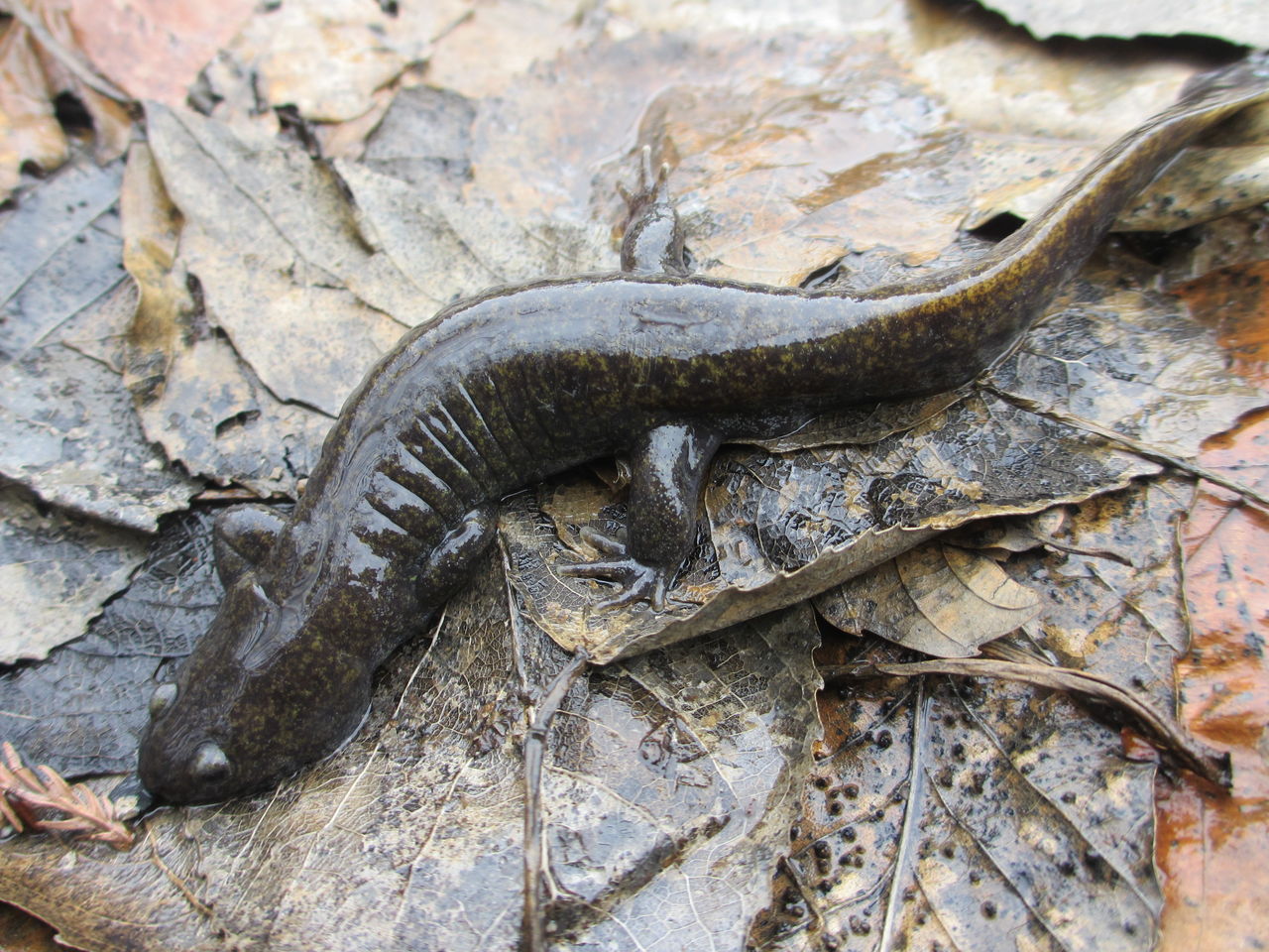 イモリブログ イモリ サラマンダーの飼育日誌ブログ