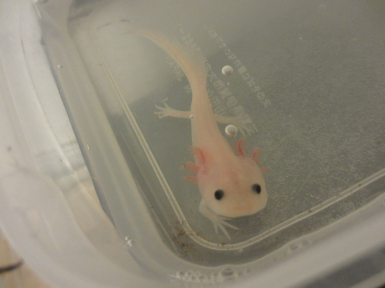 メキシコサラマンダー Ambystoma Mexicanum ぐんぐん成長 イモリブログ イモリ サラマンダーの飼育日誌ブログ メキシコサラマンダー Ambystoma Mexicanum ぐんぐん成長 イモリブログ イモリ サラマンダーの飼育日誌ブログ