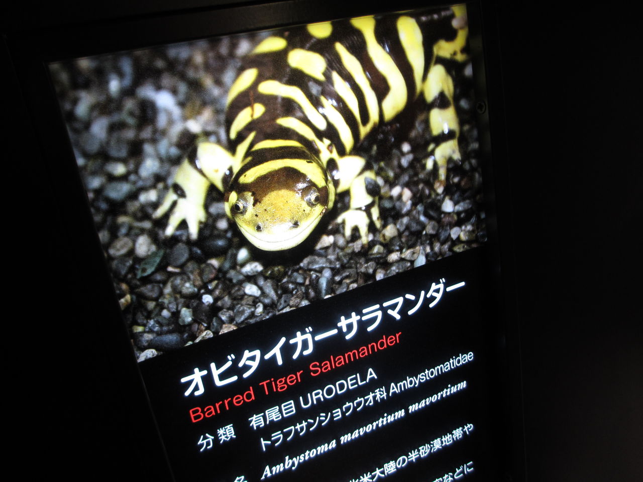 オビタイガーサラマンダー Ambystoma Mavortium 札幌円山動物園 イモリブログ イモリ サラマンダーの飼育日誌ブログ オビタイガーサラマンダー Ambystoma Mavortium 札幌円山動物園 イモリブログ イモリ サラマンダーの飼育日誌ブログ