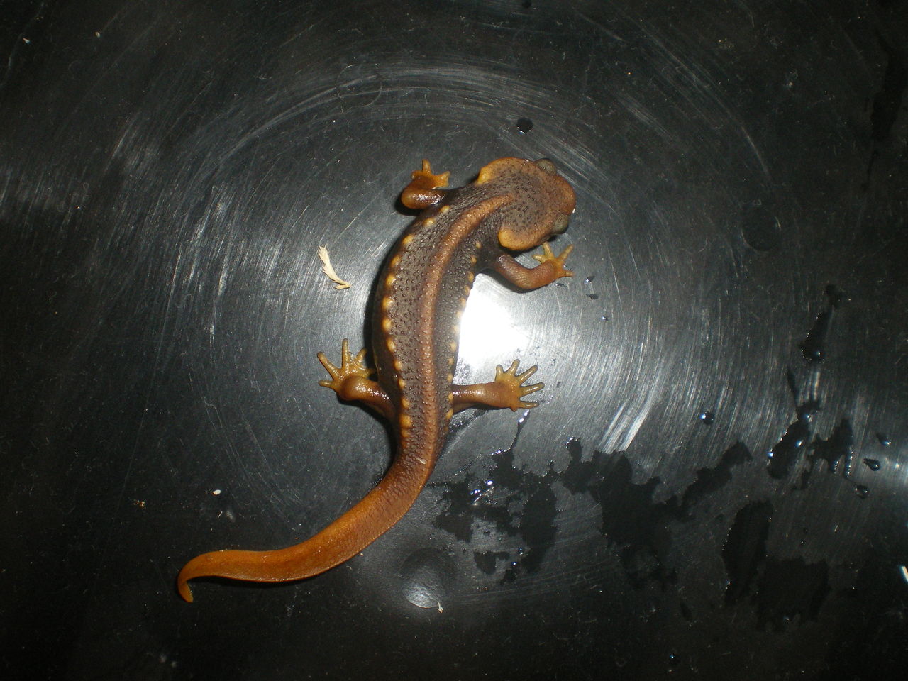 アメイロイボイモリ Tylototriton Verrucosus 掃除 イモリブログ イモリ サラマンダーの飼育日誌ブログ