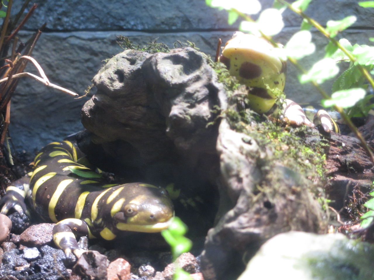 オビタイガーサラマンダー Ambystoma Mavortium 札幌円山動物園 イモリブログ イモリ サラマンダーの飼育日誌ブログ オビタイガーサラマンダー Ambystoma Mavortium 札幌円山動物園 イモリブログ イモリ サラマンダーの飼育日誌ブログ