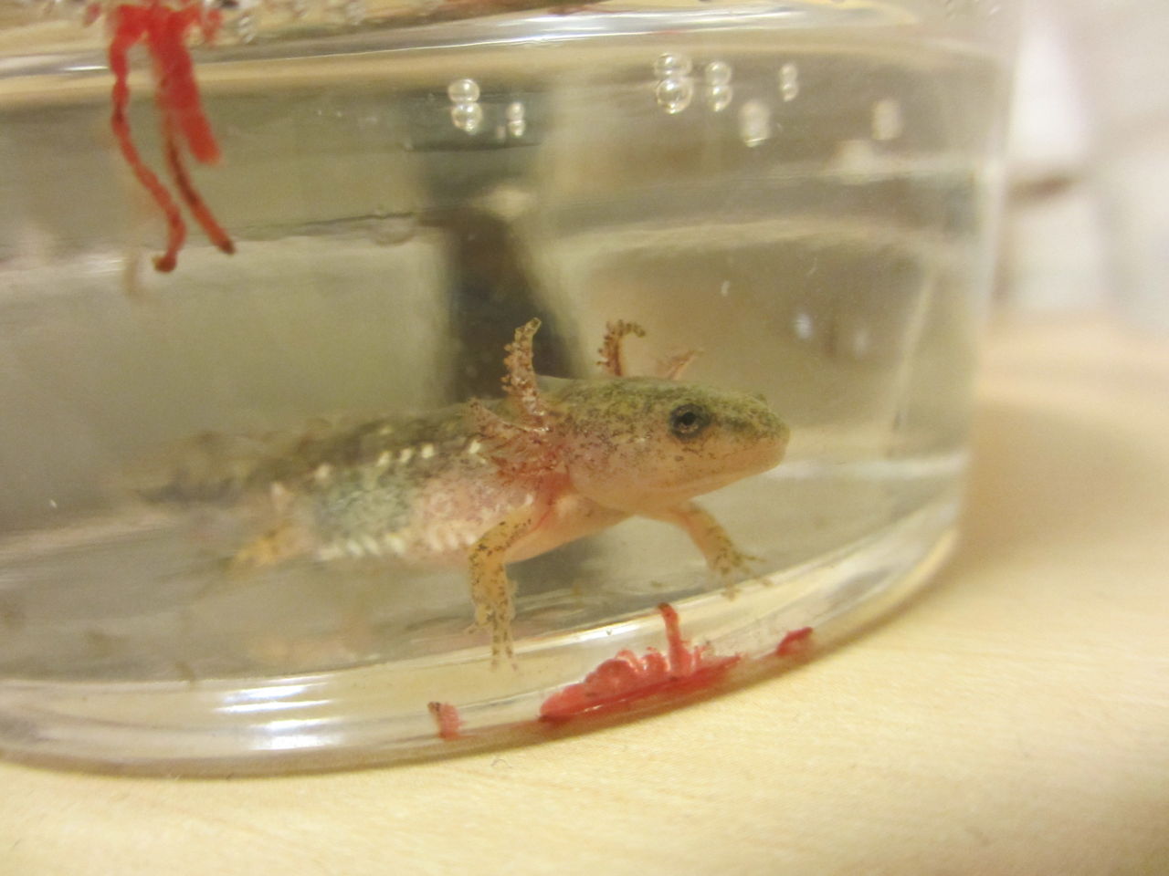 イモリブログ イモリ サラマンダーの飼育日誌ブログ マーブルサラマンダー