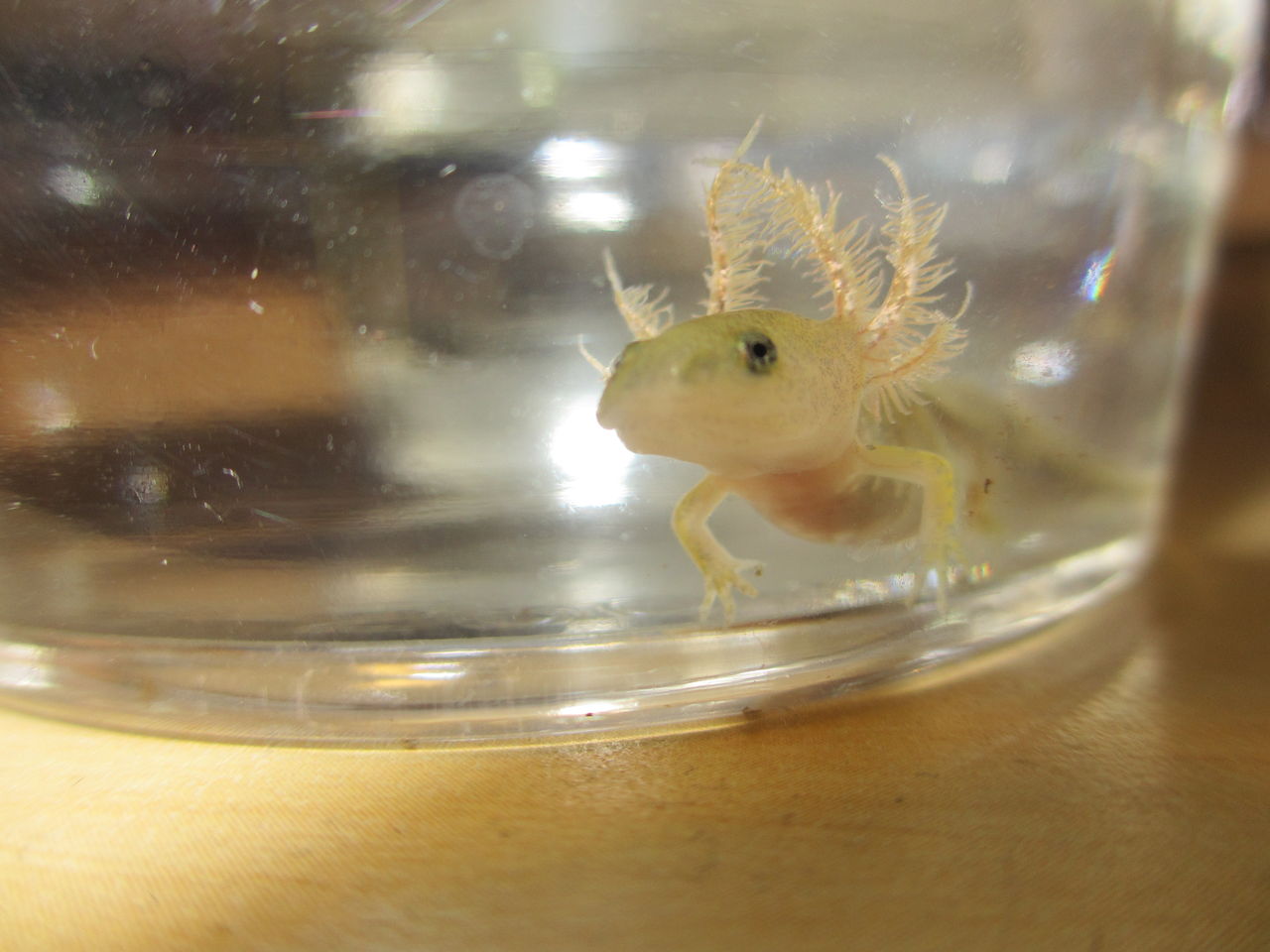 マーブルサラマンダー Ambystoma Opacum イモリブログ イモリ サラマンダーの飼育日誌ブログ