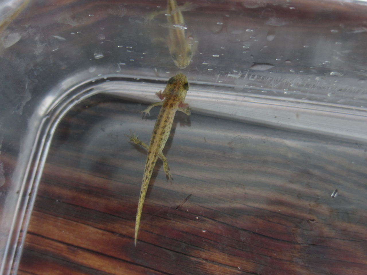 マダライモリ Triturus Marmoratus 幼生 孵化から約4カ月経過 イモリブログ イモリ サラマンダーの飼育日誌ブログ マダライモリ Triturus Marmoratus 幼生 孵化から約4カ月経過 イモリブログ イモリ サラマンダーの飼育日誌ブログ