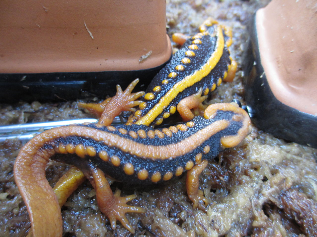 ミナミイボイモリ Tylotriton Shanjing 繁殖チャレンジ中 イモリブログ イモリ サラマンダーの飼育日誌ブログ ミナミイボイモリ Tylotriton Shanjing 繁殖チャレンジ中 イモリブログ イモリ サラマンダーの飼育日誌ブログ