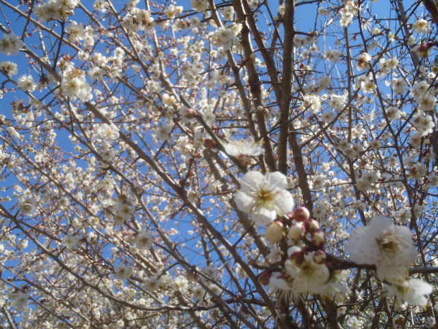 春告草 飛佐村から