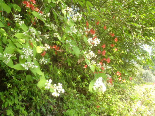 卯の花 匂う : 飛佐村から