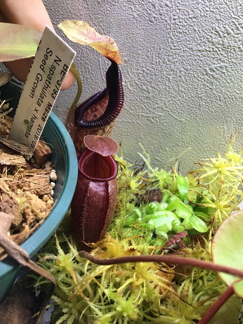 Nepenthes Rajah X Mira Selected Clone いもようかんは飲み物