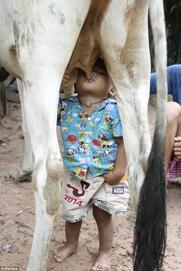カンボジア 牛の乳を直接飲む男の子 インパクト野郎