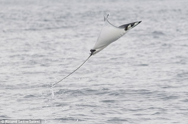 海面を飛び跳ねるマンタ インパクト野郎