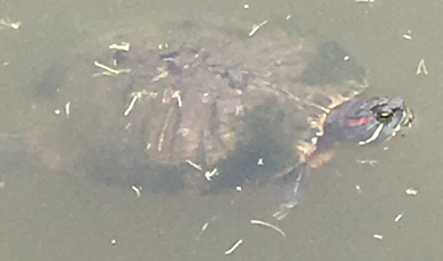 ミシシッピーアカミミガメ