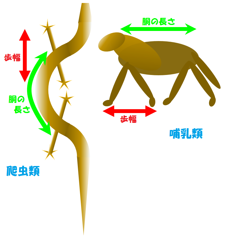 歩き方（歩幅と胴の長さ）