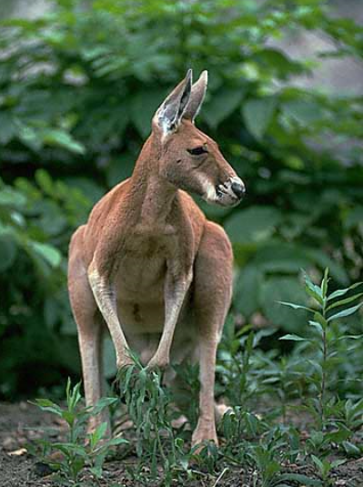 カンガルー