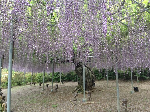 藤棚