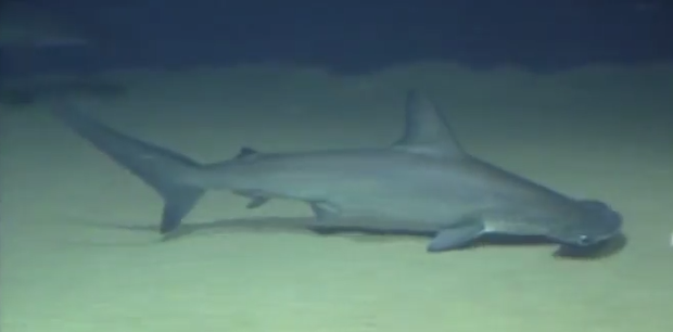 アカシュモクザメ